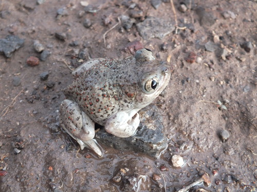 Mexican Spadefoot