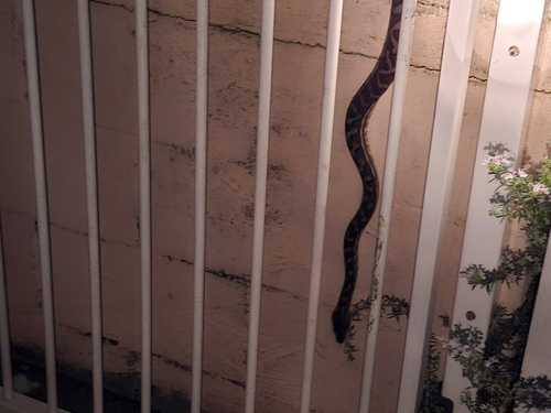 Coastal Carpet Python sighting