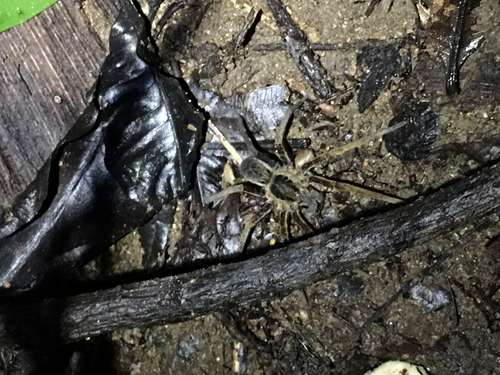 Bogota Giant Fishing Spider