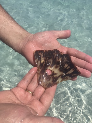 Hawksbill Sea Turtle