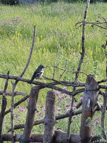African Chaffinch