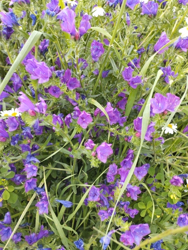 purple viper's-bugloss