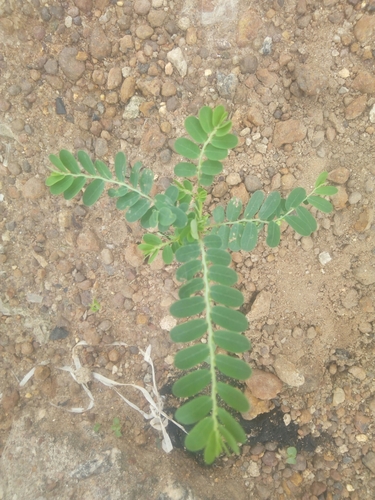 Phyllanthus urinaria image