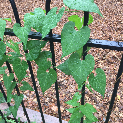 honey-vine climbing milkweed