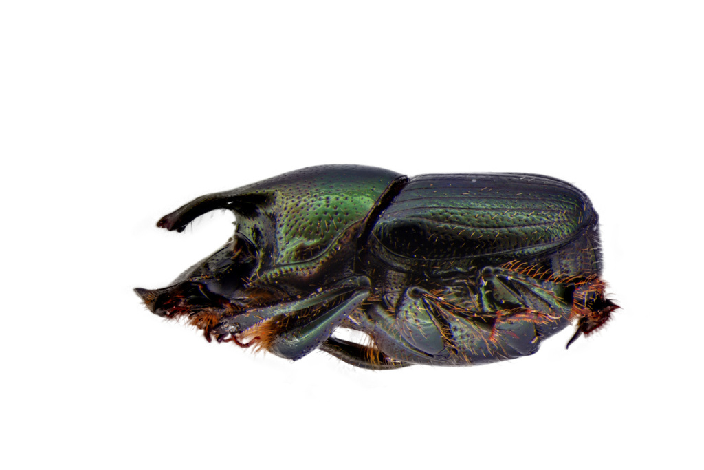 Green-bronze Dung Beetle (Dung beetles of New England) · iNaturalist