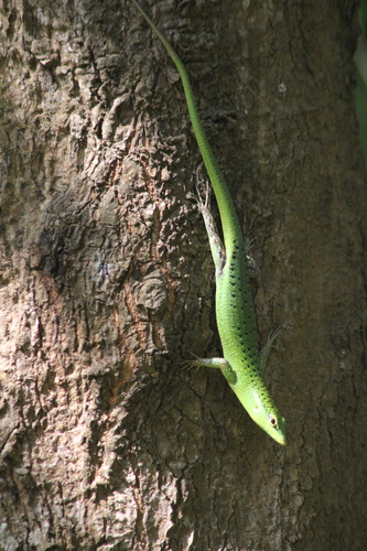 Emerald Tree Skink — seen at this dive site