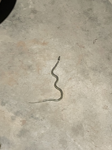 Theobald's Kukri Snake