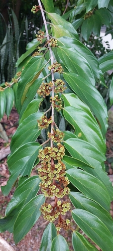 Colubrina glandulosa
