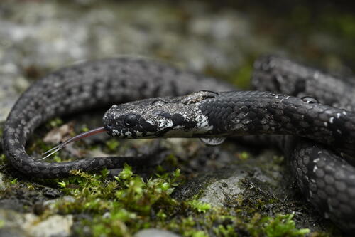 Mountain Slug Snake