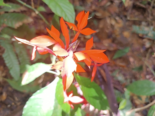 fiery spike
