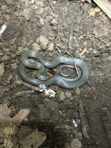 iNaturalist observation photo of Ring-necked Snake
