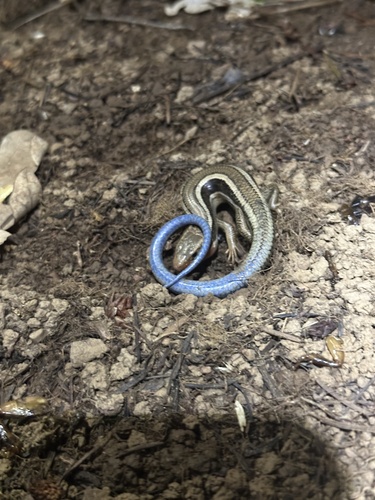 iNaturalist observation photo of Western Skink