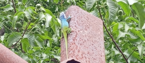 Allison's Anole