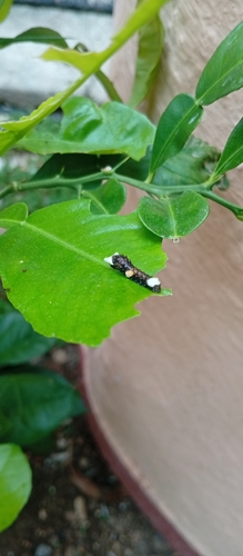 Bahamian Swallowtail