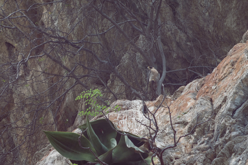 Peregrine Falcon (Falco peregrinus)