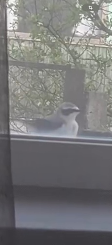 Northern Wheatear