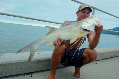 King Threadfin (Polydactylus macrochir) · iNaturalist