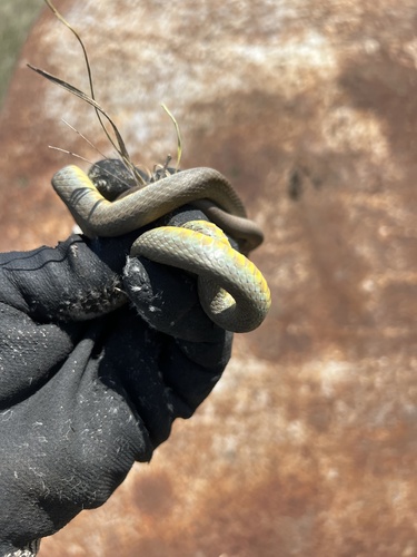 Eastern Yellow-bellied Racer