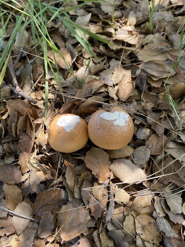 iNaturalist observation photo of springtime amanita