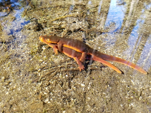 iNaturalist observation photo of Sierra Newt