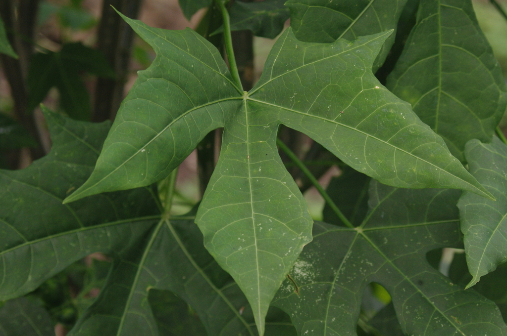 subespécie Cnidoscolus aconitifolius aconitifolius · BioDiversity4All