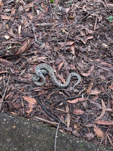 Coastal Carpet Python sighting