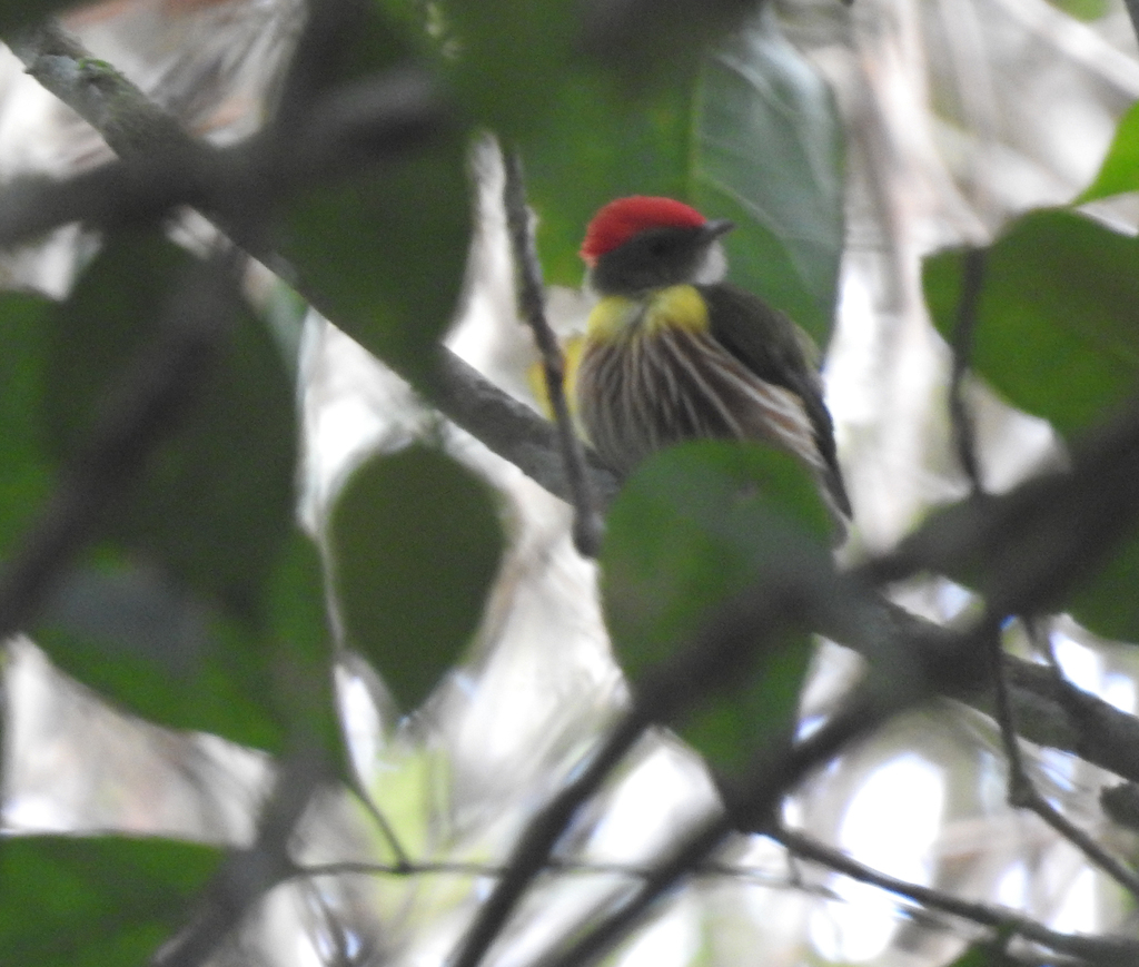 Painted Manakin photo