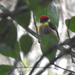 Painted Manakin - Photo (c) Daniel Lane, all rights reserved, uploaded by Daniel Lane