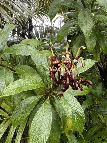 Lobelia portoricensis (Vatke) Urb.