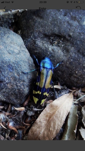 Conognatha errata · iNaturalist