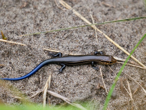 Prairie Skink