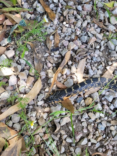 Horseshoe Whip Snake