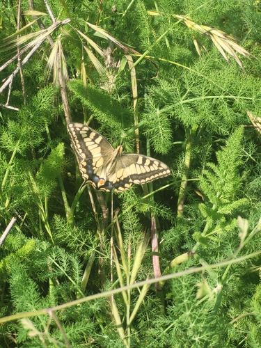Desert Swallowtail