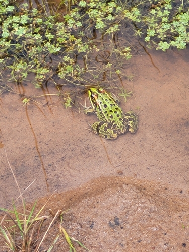 Sahara Frog