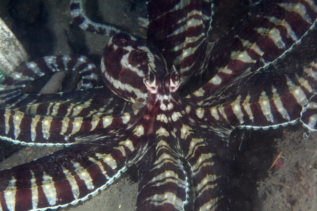 Mimic octopus - Wikipedia