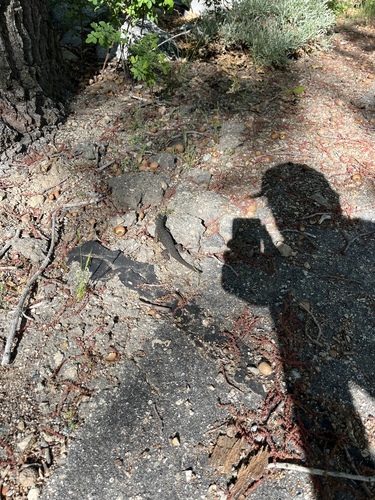 iNaturalist observation photo of Western Fence Lizard