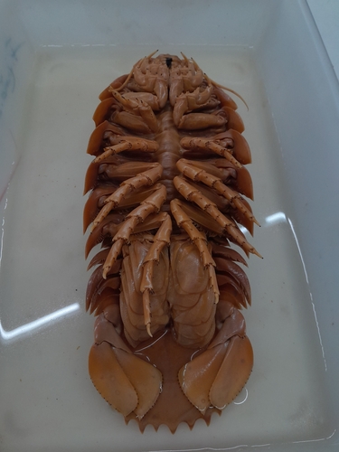 Bathynomus miyarei