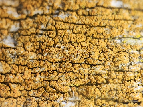 Villophora microphyllina