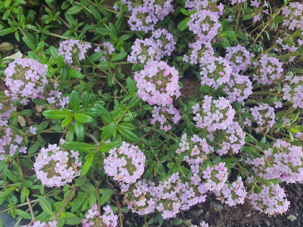 Thymus vulgaris