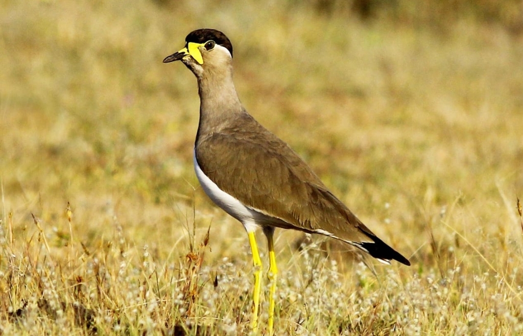 Yellow-wattled Lapwing (Vanellus malabaricus) photo