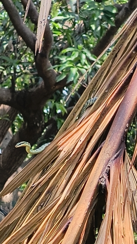 Golden Tree Snake