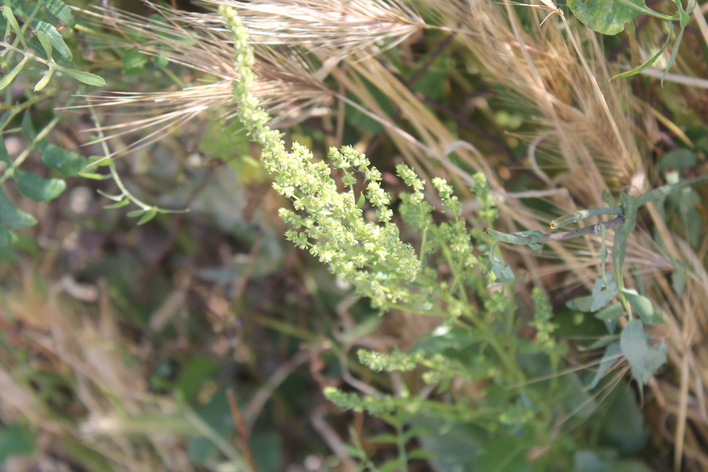 Beta vulgaris