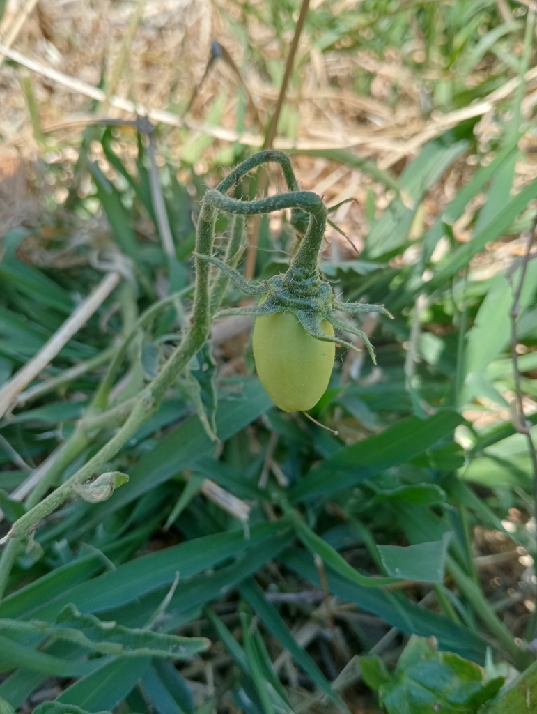 Solanum lycopersicum
