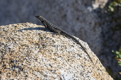 iNaturalist observation photo of Western Fence Lizard