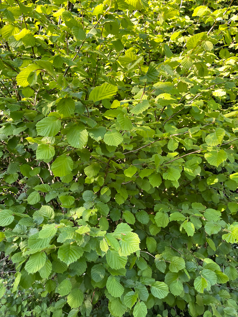 Corylus