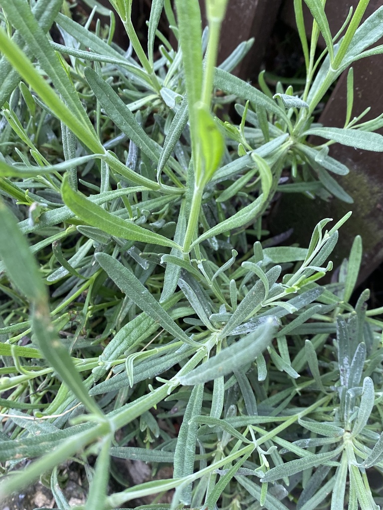 Lavandula