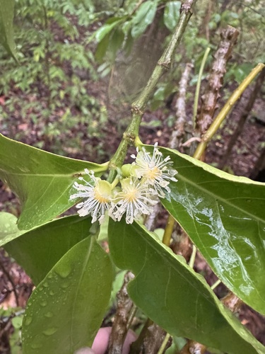 Suregada multiflora