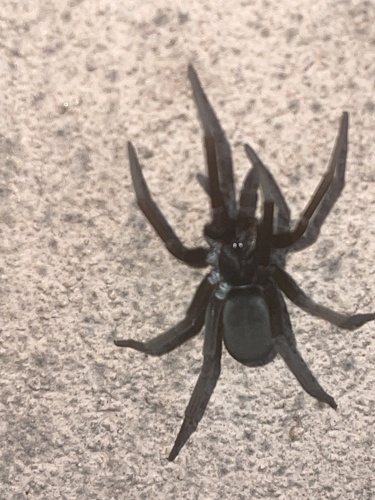 Southern House Spider