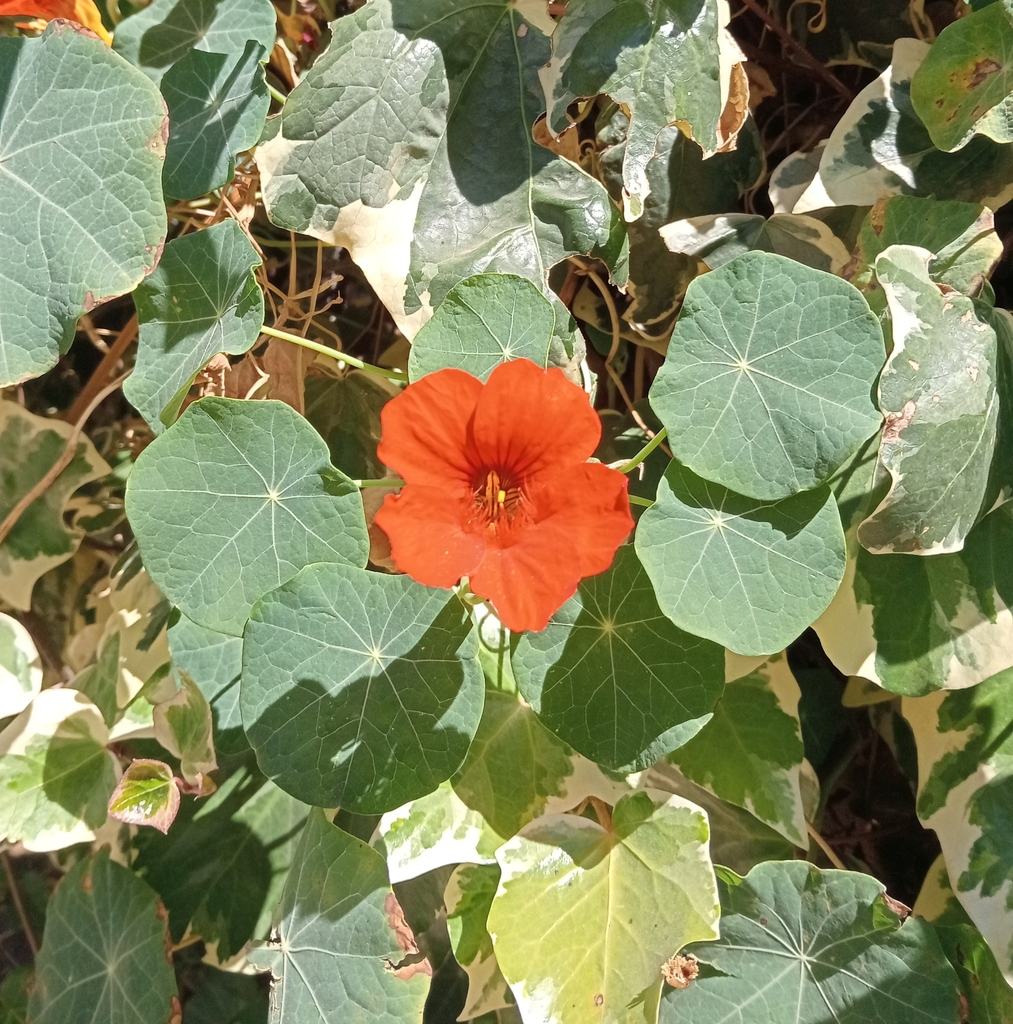 Tropaeolum majus
