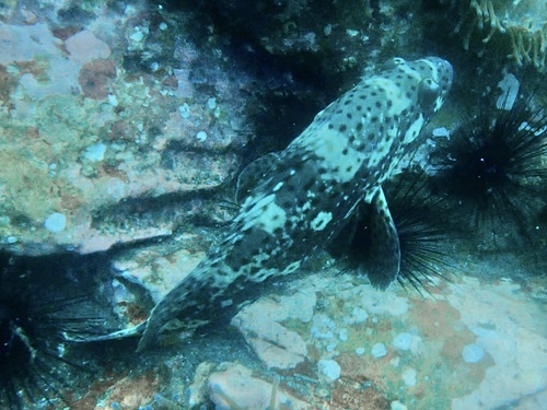 Epinephelus corallicola